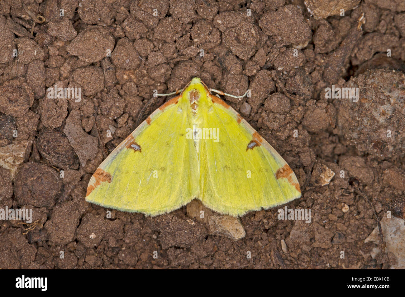 brimstone moth (Opisthograptis luteolata), on the ground, Germany Stock Photo