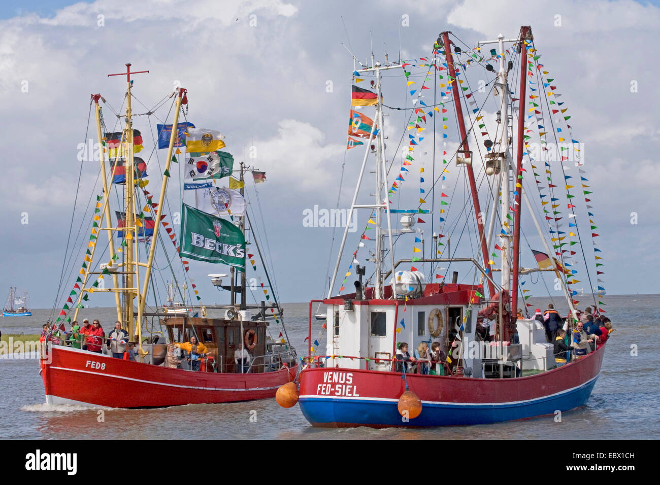 crab cutters decorated with colourful pennants, cutter regatta, Germany, Lower Saxony, Fedderwardersiel Stock Photo