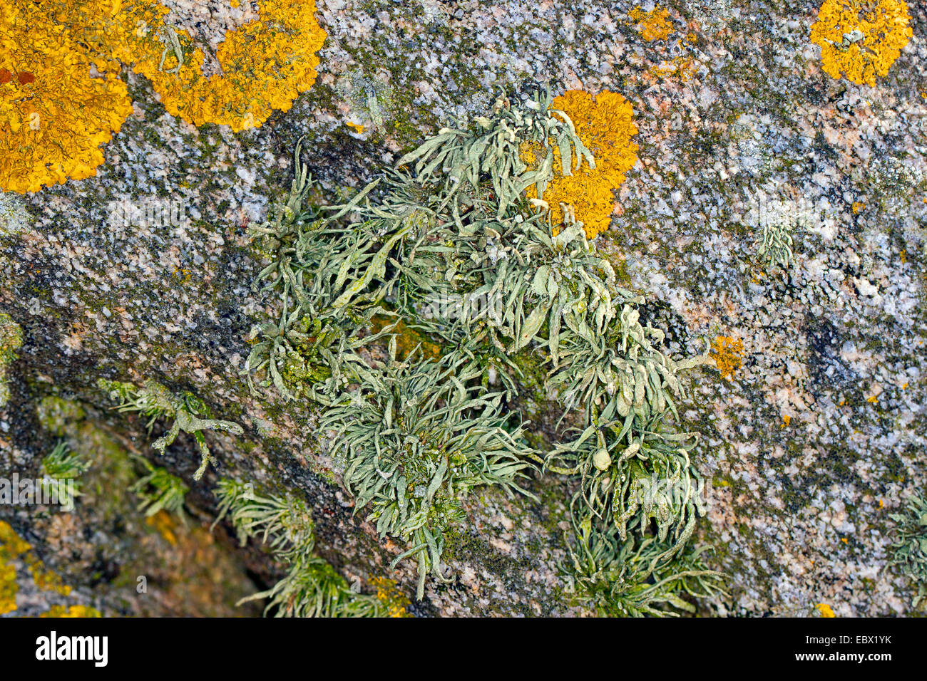 Sea ivory (Ramalina cf. siliquosa), Sea Ivory Lichen on rocks and stone walls on coastland, Germany Stock Photo