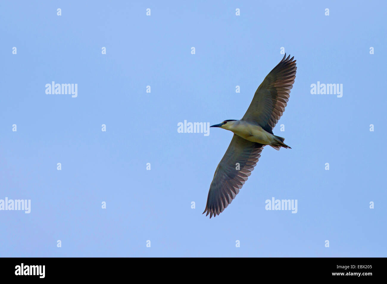 black-crowned night heron (Nycticorax nycticorax), in flight Stock Photo