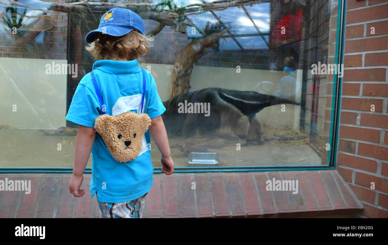 giant anteater (Myrmecophaga tridactyla), little boy in the zoo watching at Stock Photo