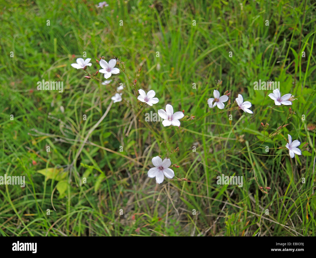 Narrow leaved flax (Linum tenuifolium), blooming in a meadow, Switzerland Stock Photo