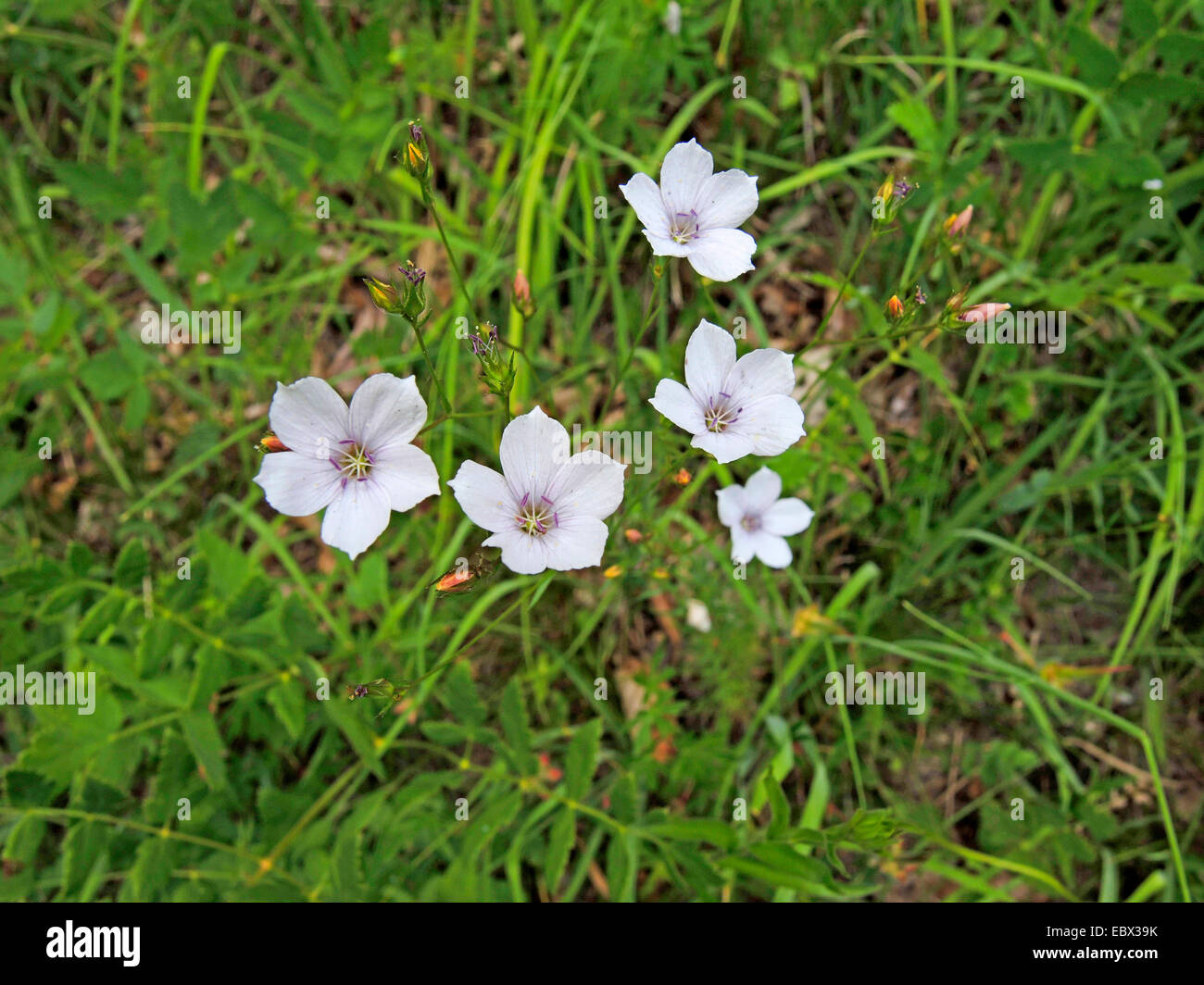 Narrow leaved flax (Linum tenuifolium), blooming in a meadow, Switzerland Stock Photo