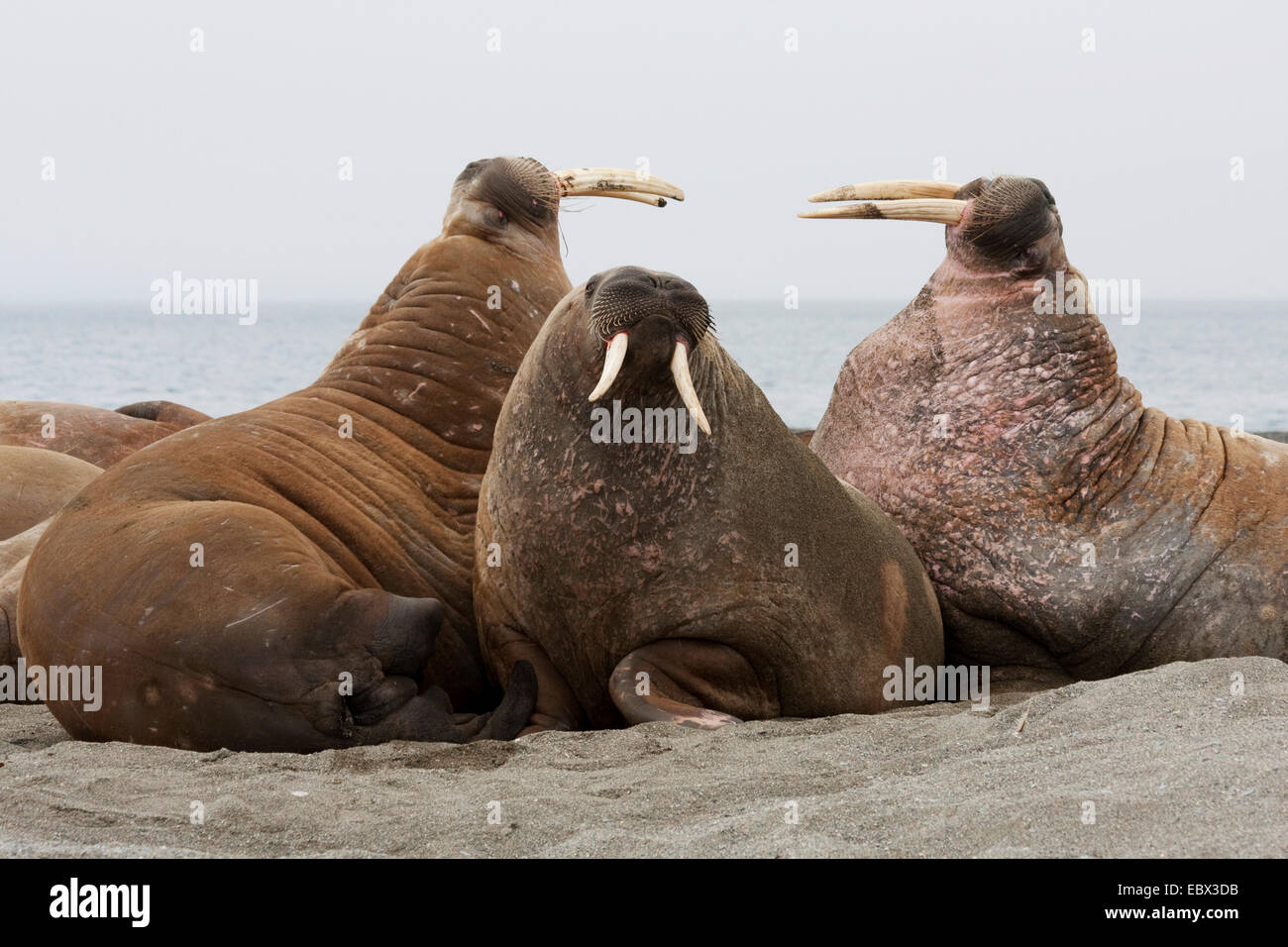 walrus (Odobenus rosmarus), lying on sand bank threatening, Norway, Svalbard, Forlandsundet Poolepynten Stock Photo