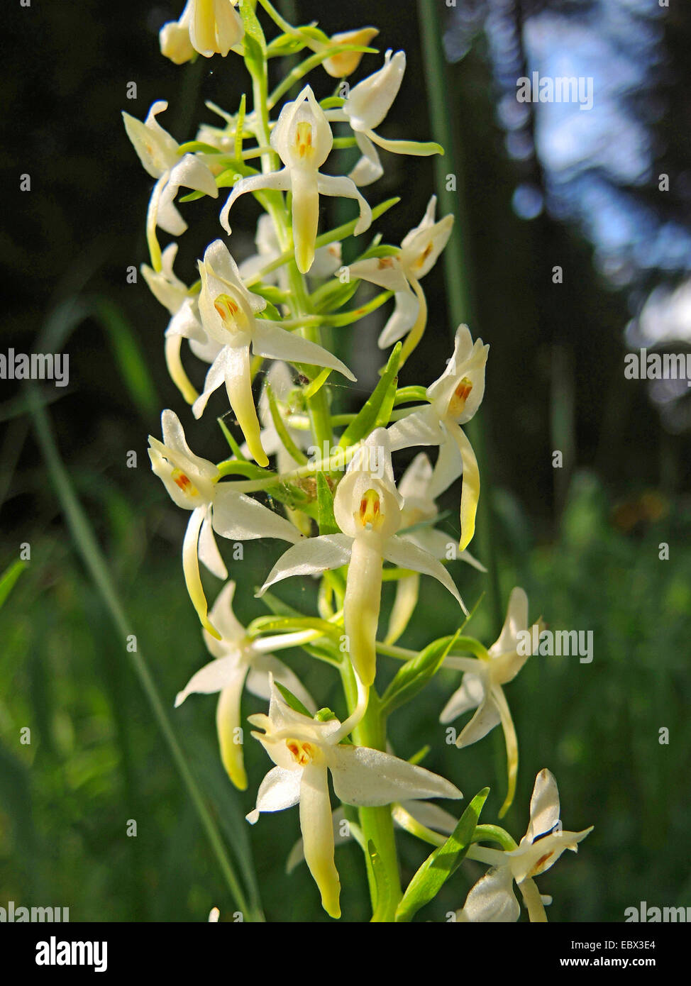lesser butterfly-orchid (Platanthera bifolia), inflorescence, Germany, Baden-Wuerttemberg Stock Photo