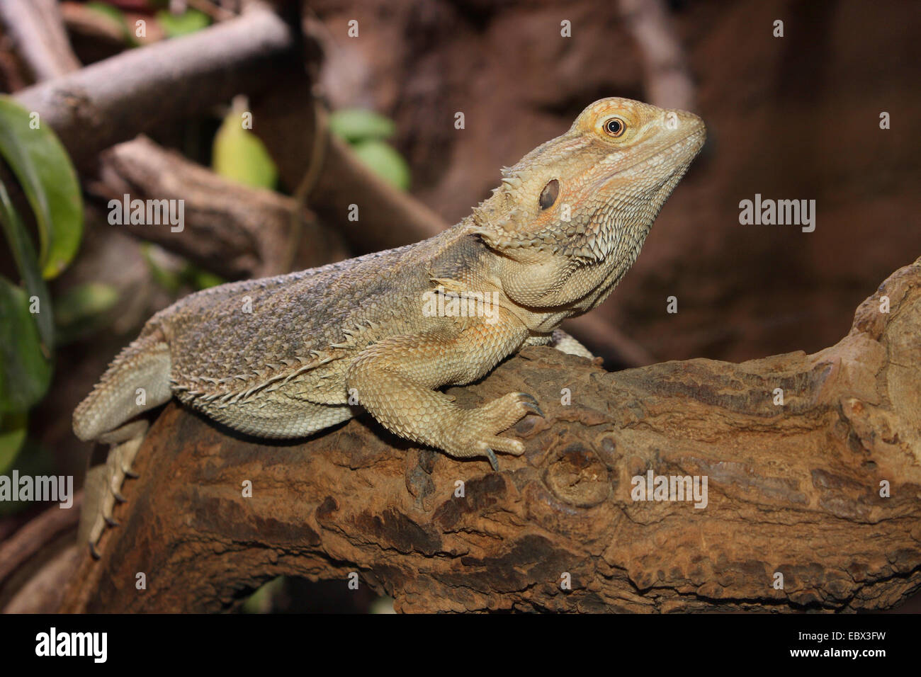 bearded dragon (Amphibolurus barbatus, Pogona barbatus), sitting on a stem Stock Photo