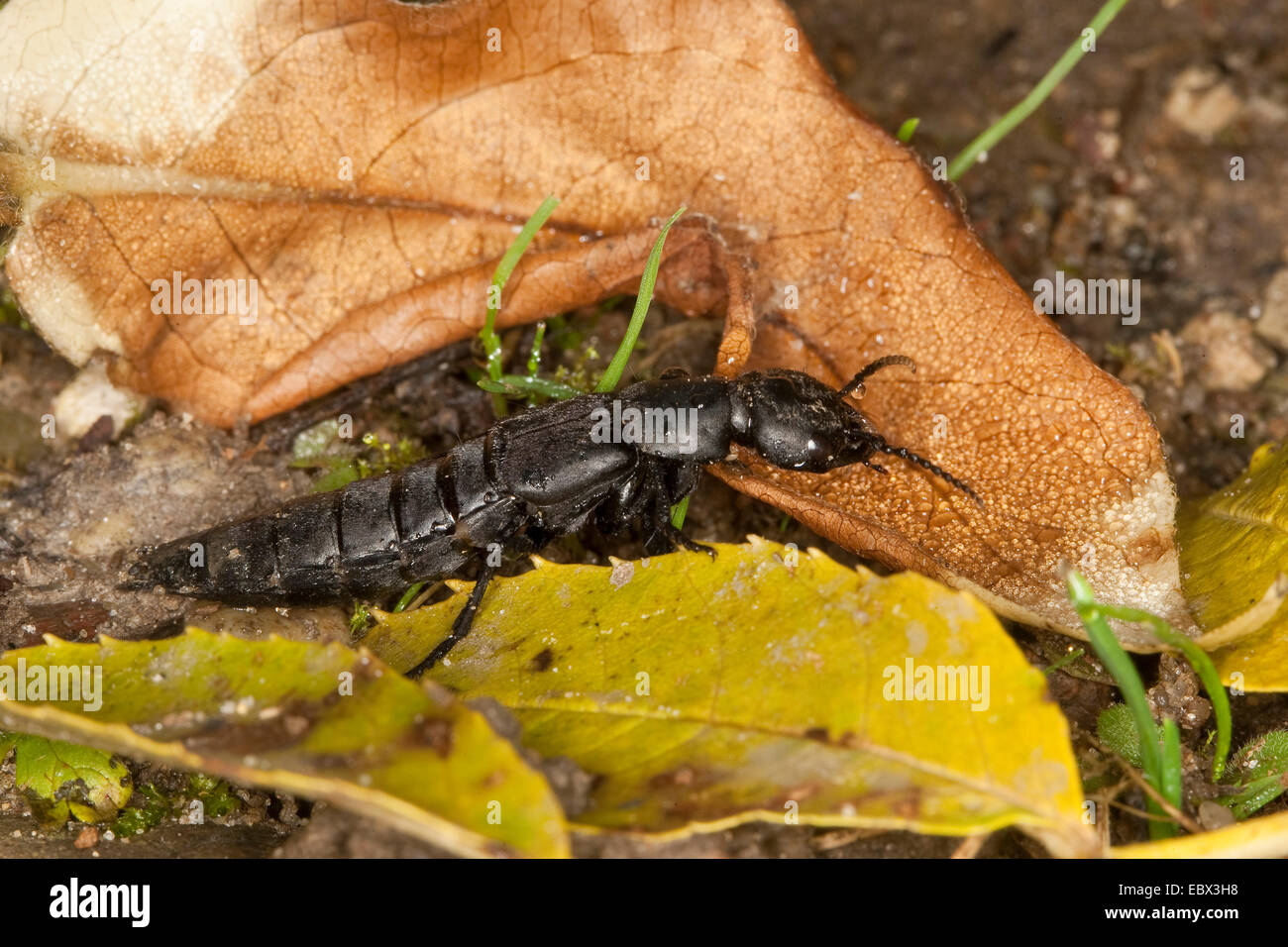 devil's coach-horse (Ocypus olens, Staphylinus olens), single individual, Germany Stock Photo