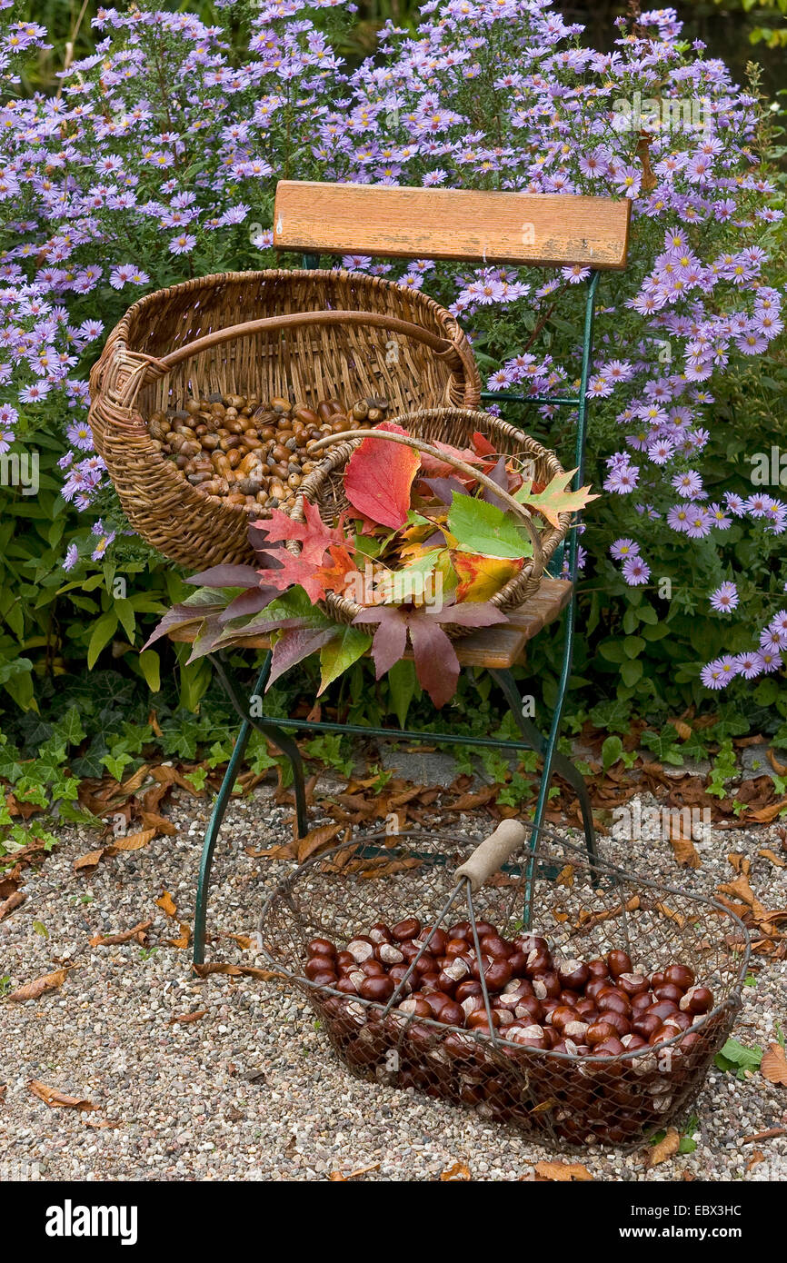 wild fruits in baskets on a garden bench, Germany Stock Photo