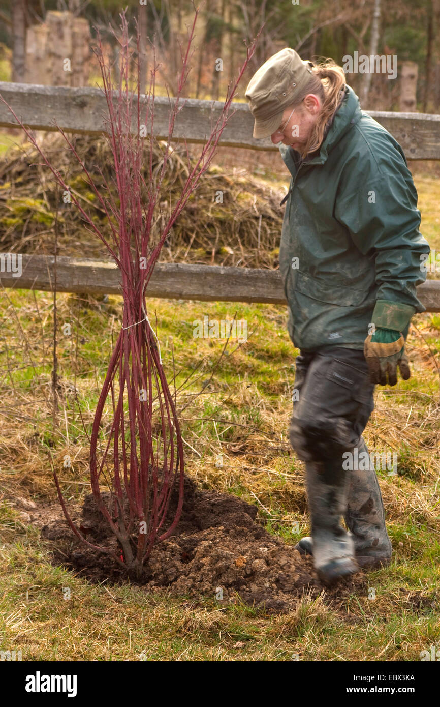 man planting a tree, Germany, Rhineland-Palatinate Stock Photo
