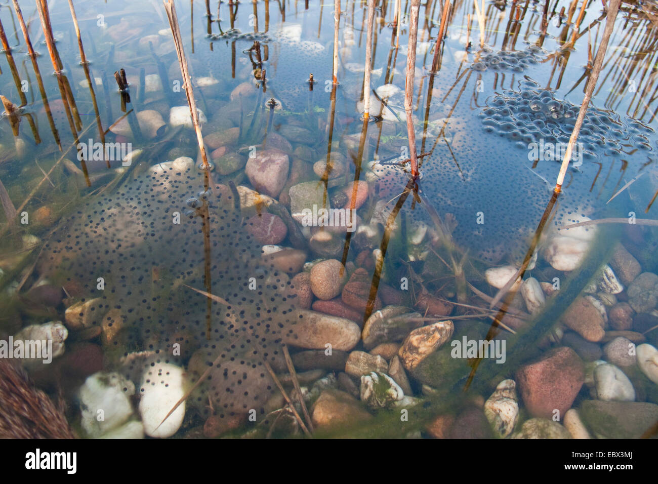 common frog, grass frog (Rana temporaria), eggs, Germany, Rhineland-Palatinate Stock Photo