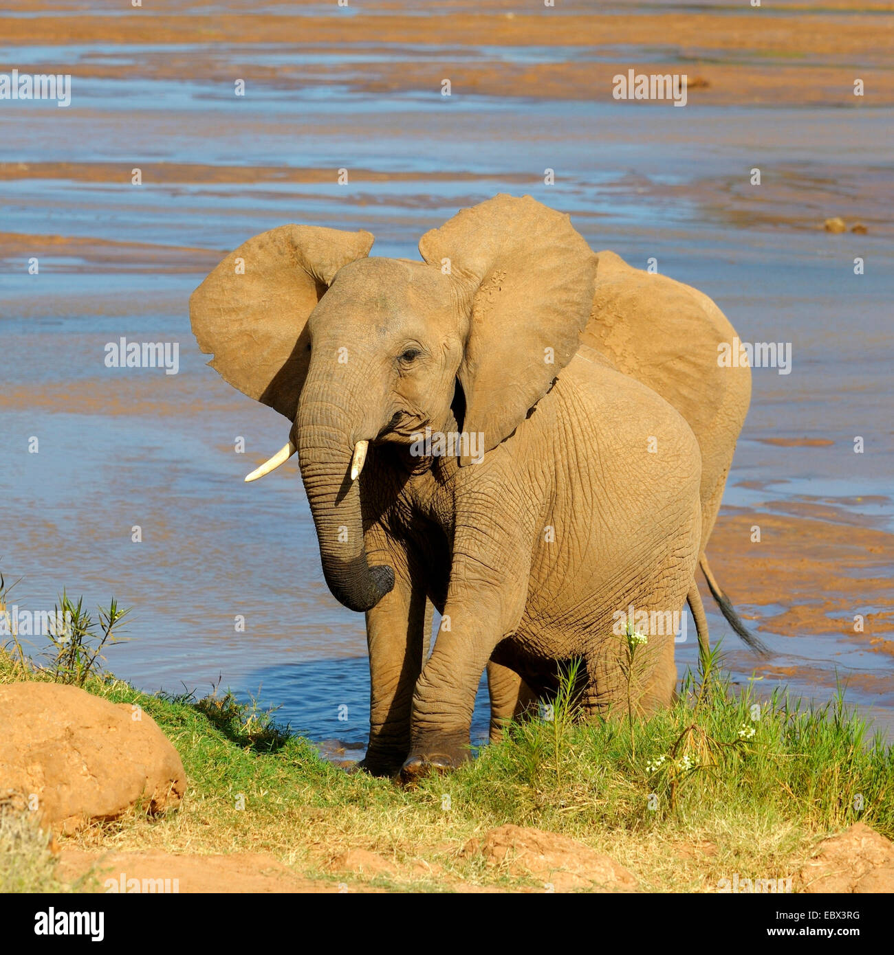 African elephant (Loxodonta africana), two elephants at a river, Kenya, Samburu National Reserve Stock Photo
