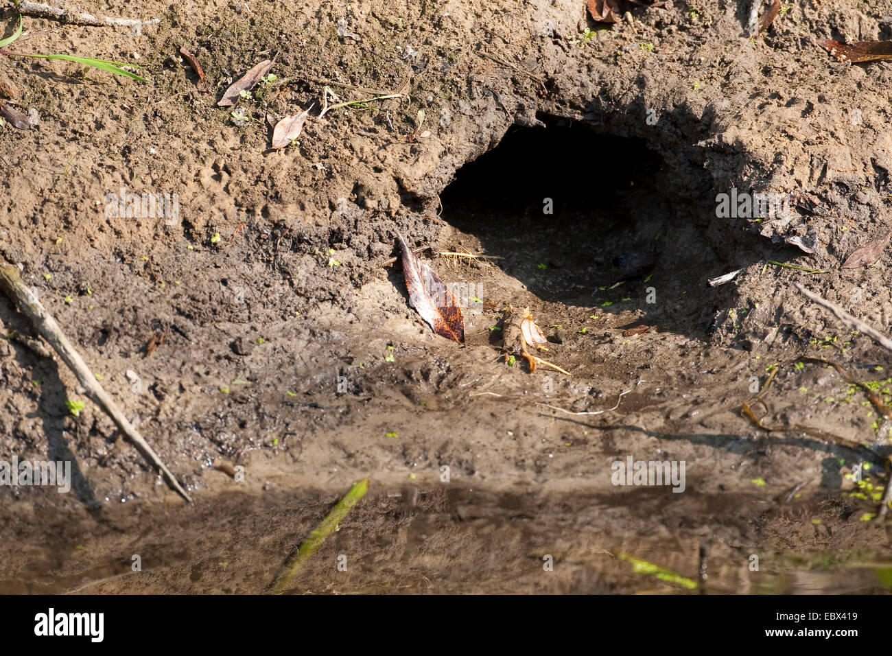 Muskrat den hires stock photography and images Alamy