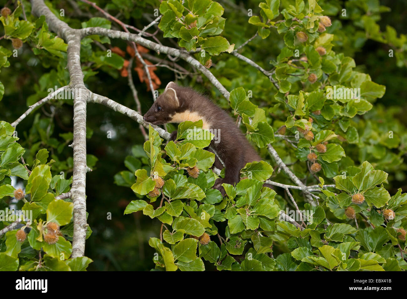 Beech marten tree hi-res stock photography and images - Alamy