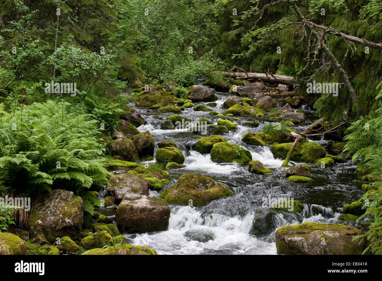 wild creek in Skandinavia, Scandinavia Stock Photo