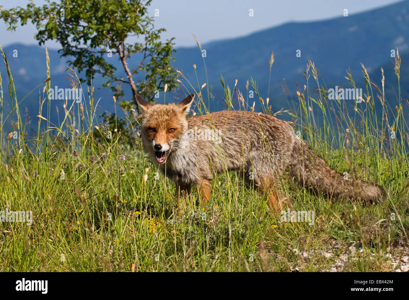 red fox (Vulpes vulpes), in mountain, Italy, Monti Sibillini National Park Stock Photo