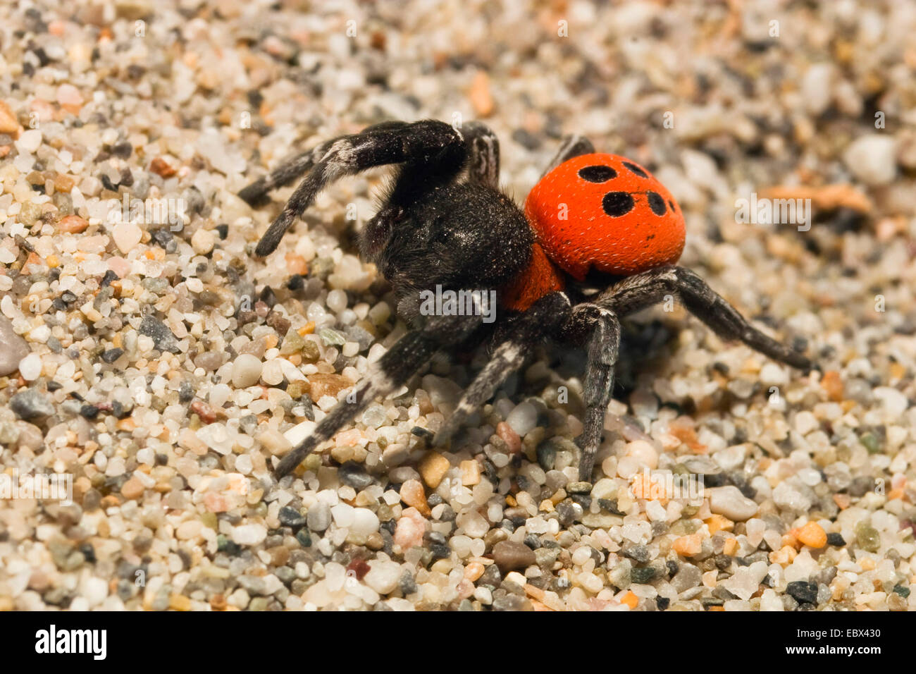ladybird spider (Eresus niger, Eresus cinnaberinus), male walking on sand, Greece, Peloponnes Stock Photo