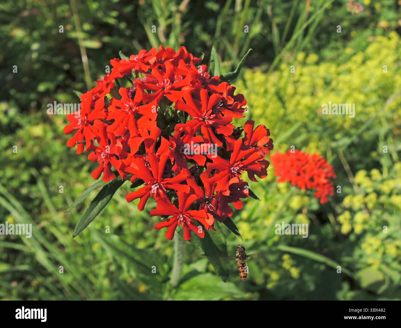 maltese-cross (Lychnis chalcedonica, Silene chalcedonica), inflorescence Stock Photo