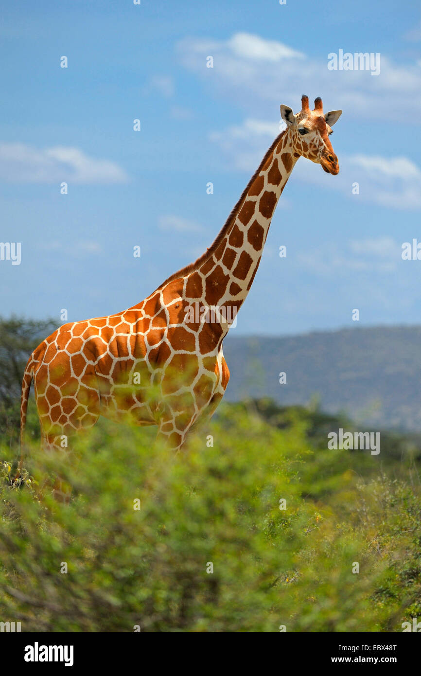 reticulated giraffe (Giraffa camelopardalis reticulata), male in its habitat with cloudy sky, Kenya, Samburu National Reserve Stock Photo