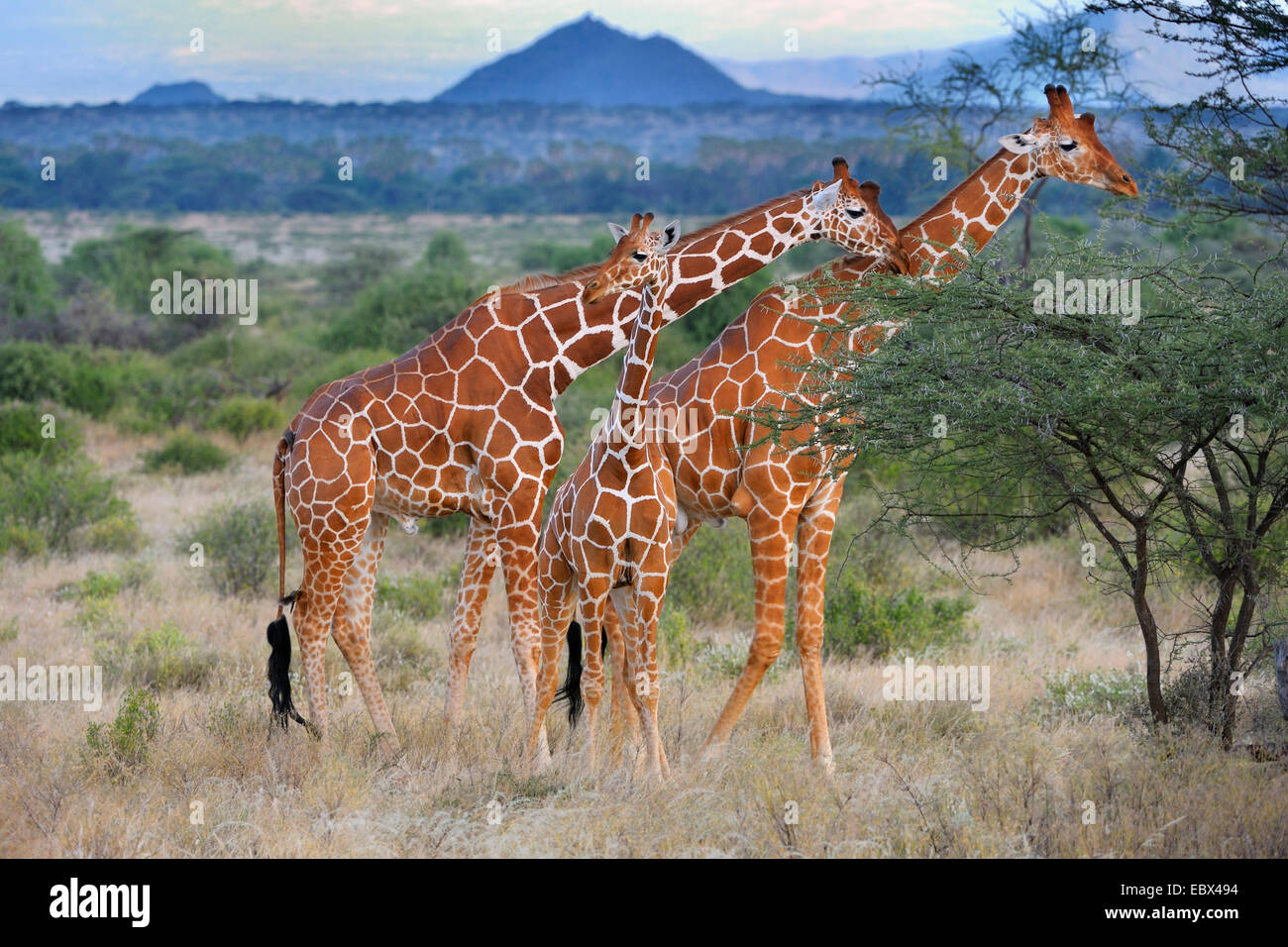 reticulated giraffe (Giraffa camelopardalis reticulata), family in the landscape of northern Kenya, Kenya, Samburu National Reserve Stock Photo