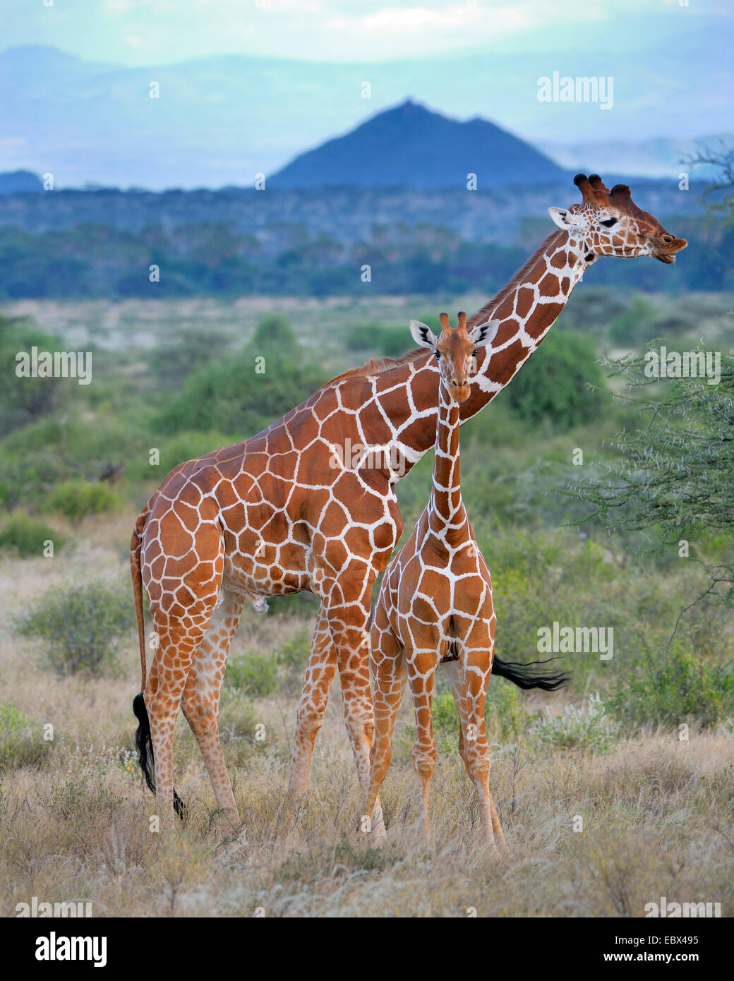 reticulated giraffe (Giraffa camelopardalis reticulata), male and pup in the landscape of northern Kenya, Kenya, Samburu National Reserve Stock Photo