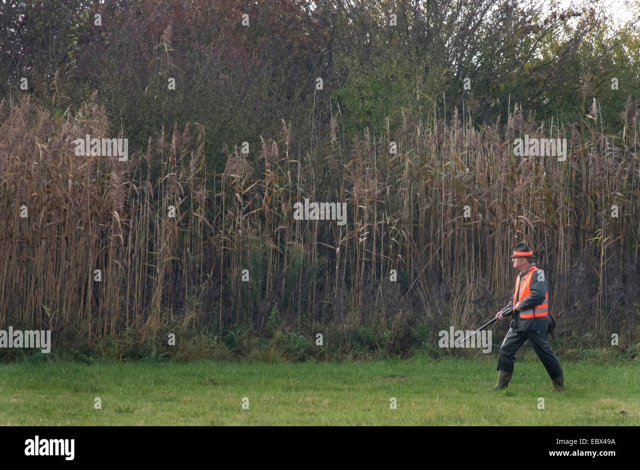 hunter walking through a meadow waiting during a battue in October, Germany Stock Photo