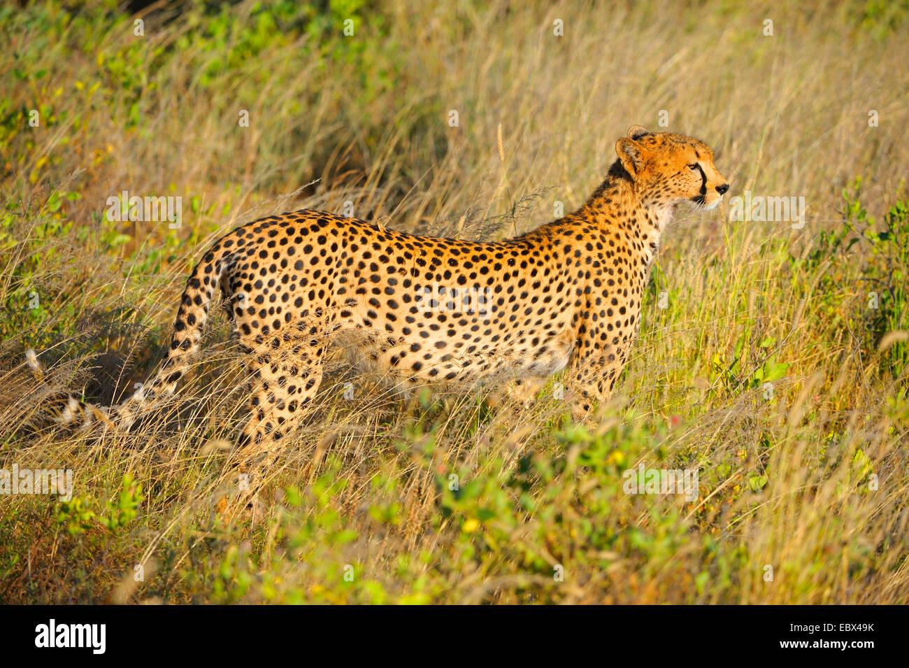 cheetah (Acinonyx jubatus), in its habitat in morning light, Kenya, Samburu National Reserve Stock Photo
