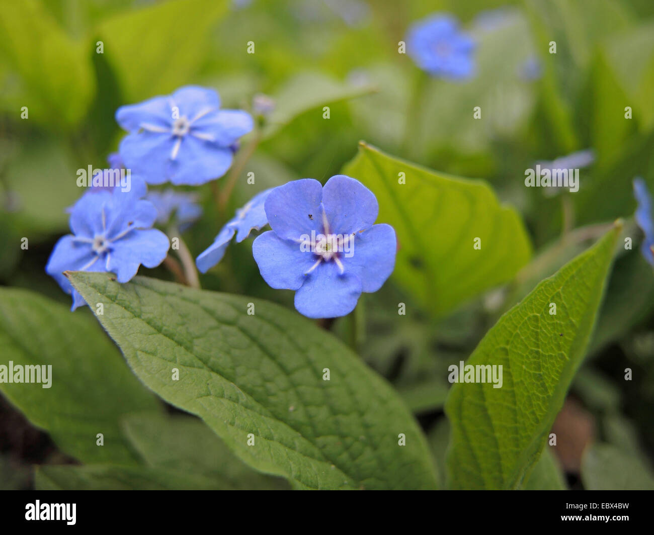 Navelwort, Blue-eyed Mary (Omphalodes verna), blooming Stock Photo