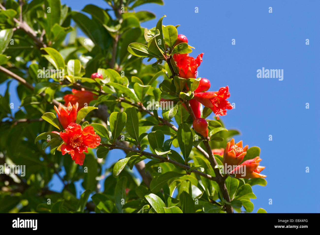 pomegranate, anar (Punica granatum), blooming, Greece Stock Photo
