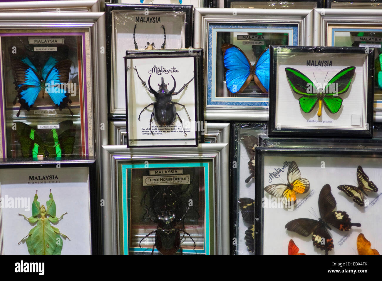 butterflies and other insects for sale, Kuala Lumpur Airport, Malaysia Stock Photo
