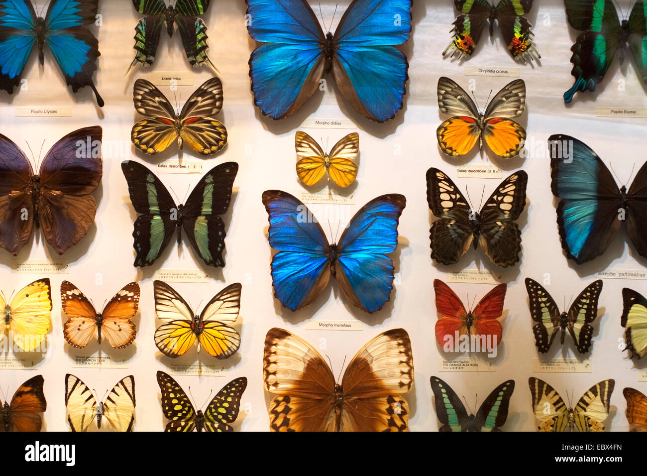 butterflies for sale, Kuala Lumpur Airport, Malaysia Stock Photo