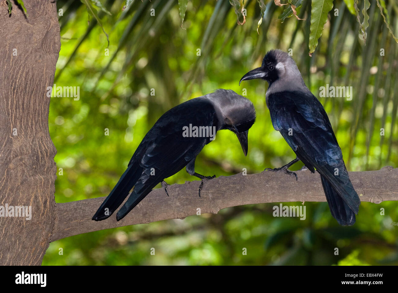 house crow (Corvus splendens), pair, India, Chennai Stock Photo