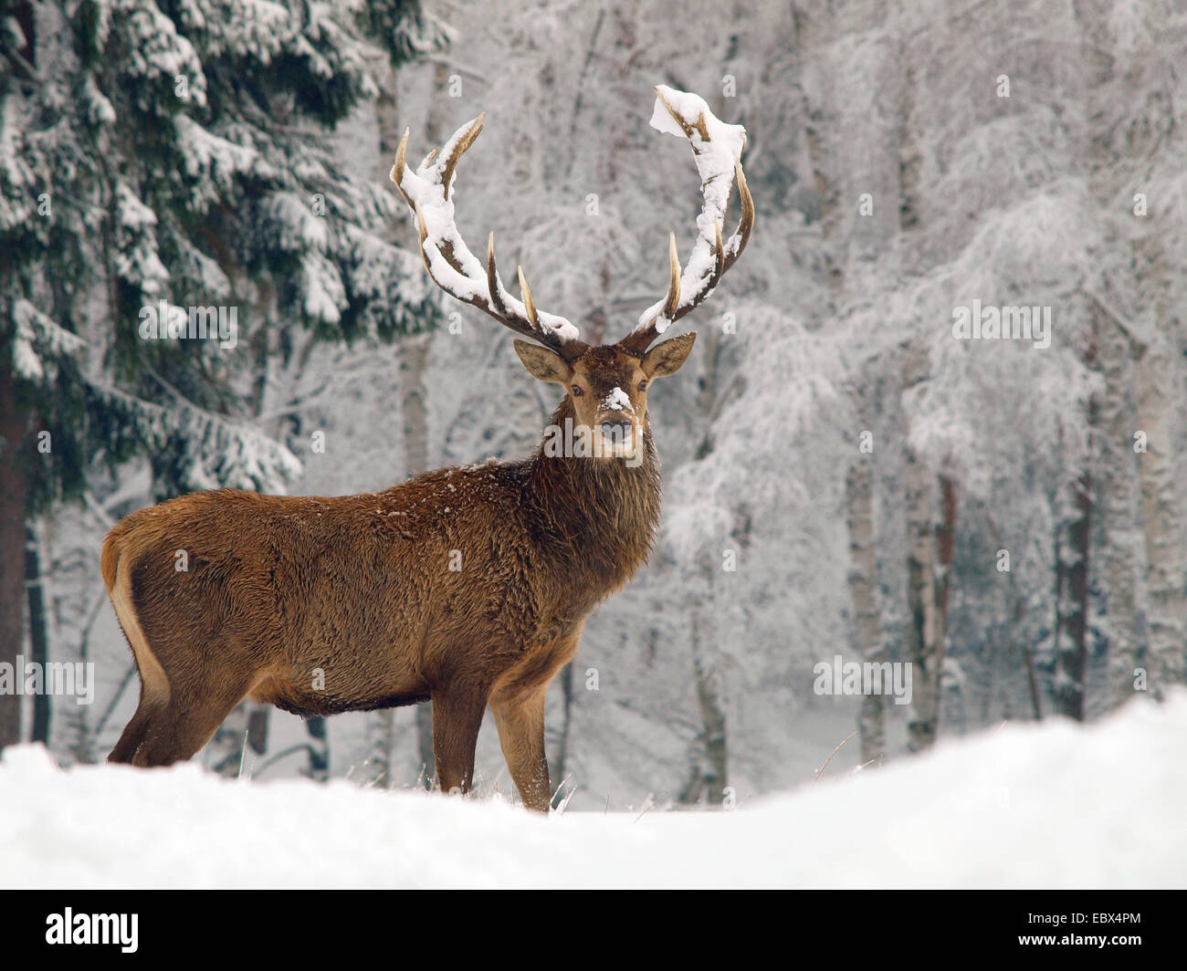 red deer (Cervus elaphus), male with snowcovered antler and nose, Germany, Saxony Stock Photo