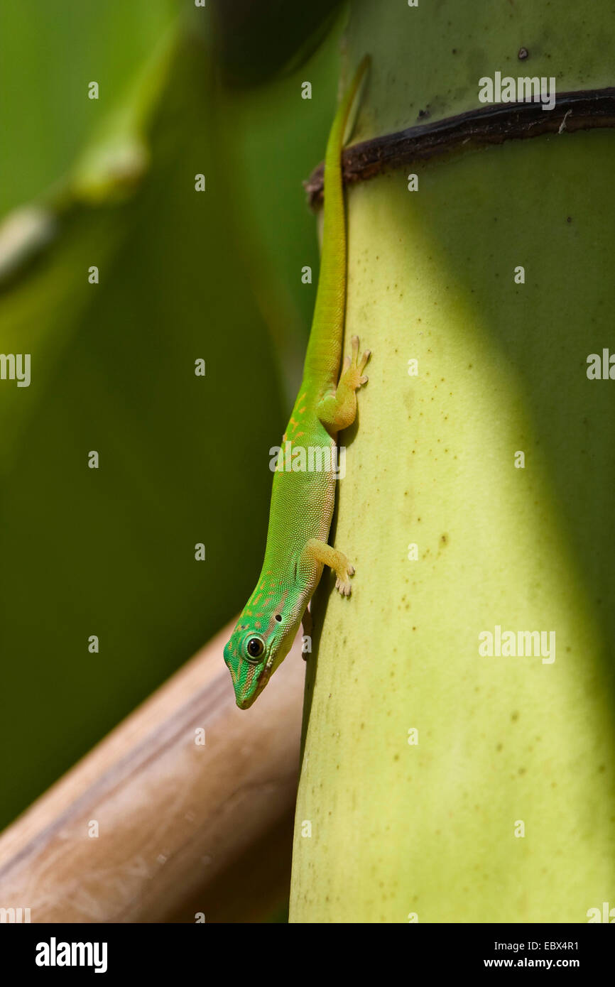 Gecko (Phelsuma andamanesis), sitting at a bamboo sprout, India, Andaman Islands Stock Photo