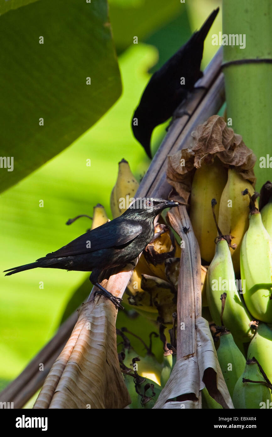 Philippine glossy starling, Asian Glossy Starling (Aplonis panayensis), adult feeding on banana, India, Andaman Islands Stock Photo