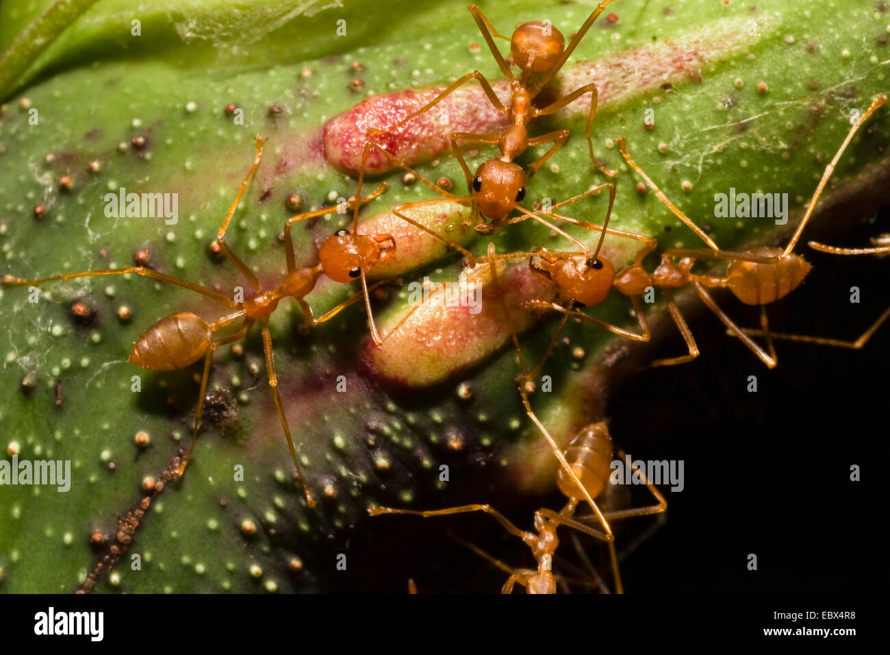 Oecophylla spec. (Oecophylla spec.), Weaver Ants in rainforest, India, Andaman Islands, Havelock Island Stock Photo