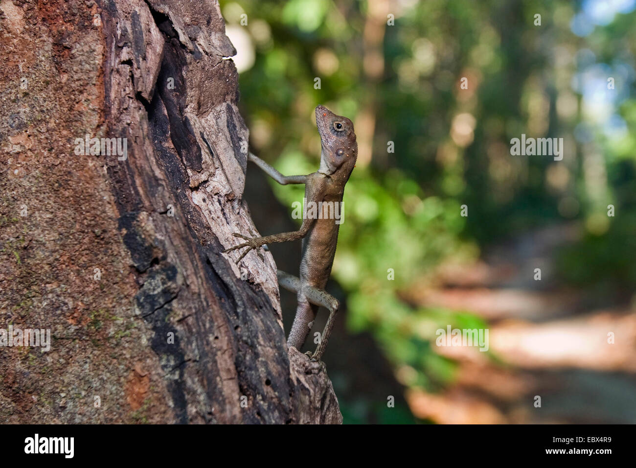 Agama (Gonocephalus spec.), young Agama at a tree trunk, India, Andaman Islands Stock Photo