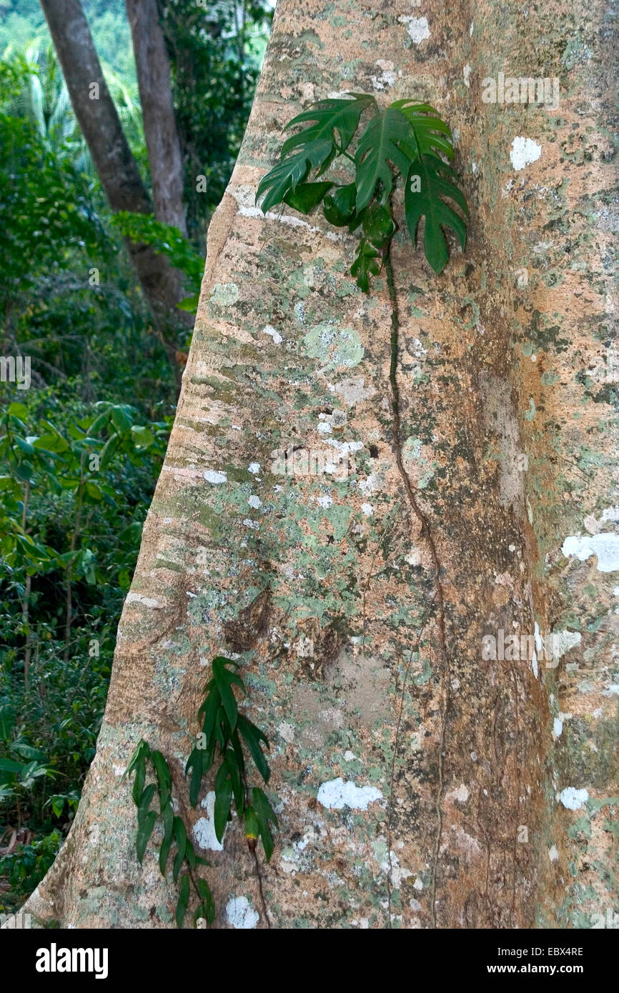 plant climbing at at rainforest tree trunk, India, Andaman Islands Stock Photo
