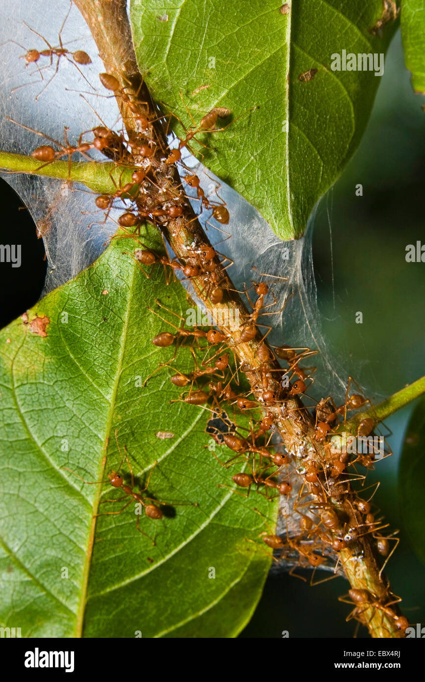 Weaver Ants in rainforest, India, Andaman Islands, Havelock Island Stock Photo