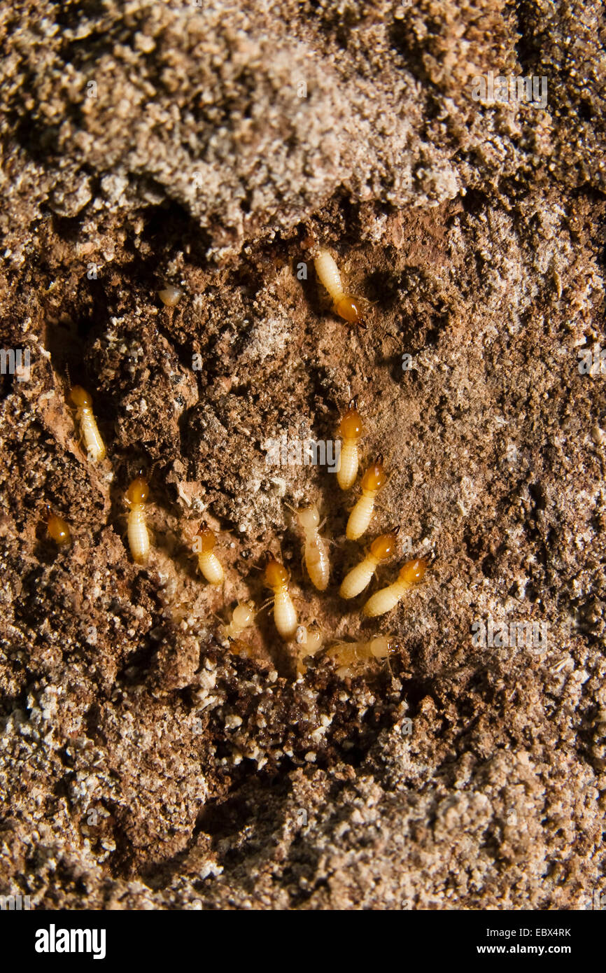 Termites in rainforest, India, Andaman Islands Stock Photo