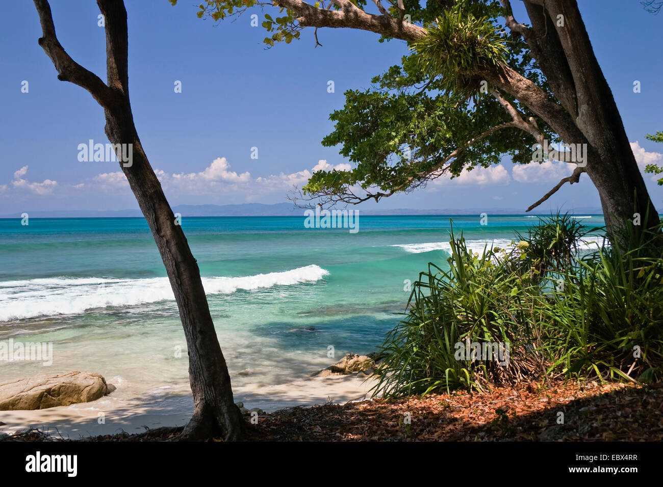 coastal rainforest, India, Andaman Islands, Havelock Island Stock Photo