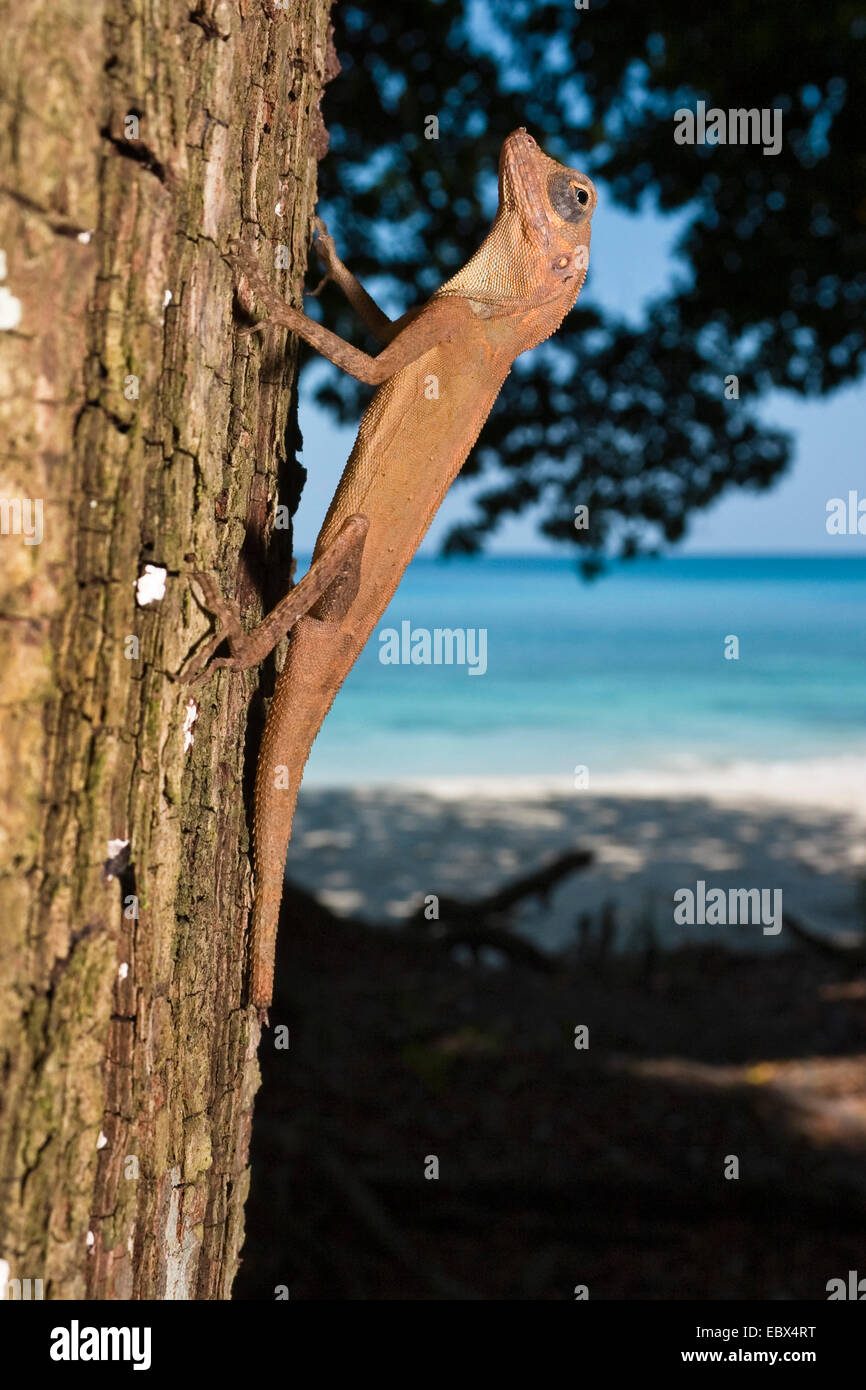 Agama (Gonocephalus spec.), young individual sitting at a tree trunk, India, Andaman Islands Stock Photo