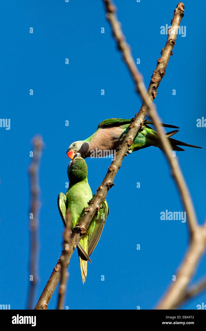 moustached parakeet (Psittacula alexandri), with young, India, Andaman Islands Stock Photo