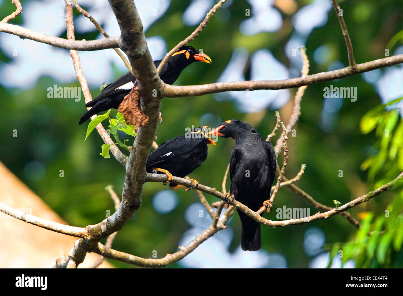 southern grackle (Gracula religiosa), feeding chick, India, Andaman Islands, Havelock Island Stock Photo