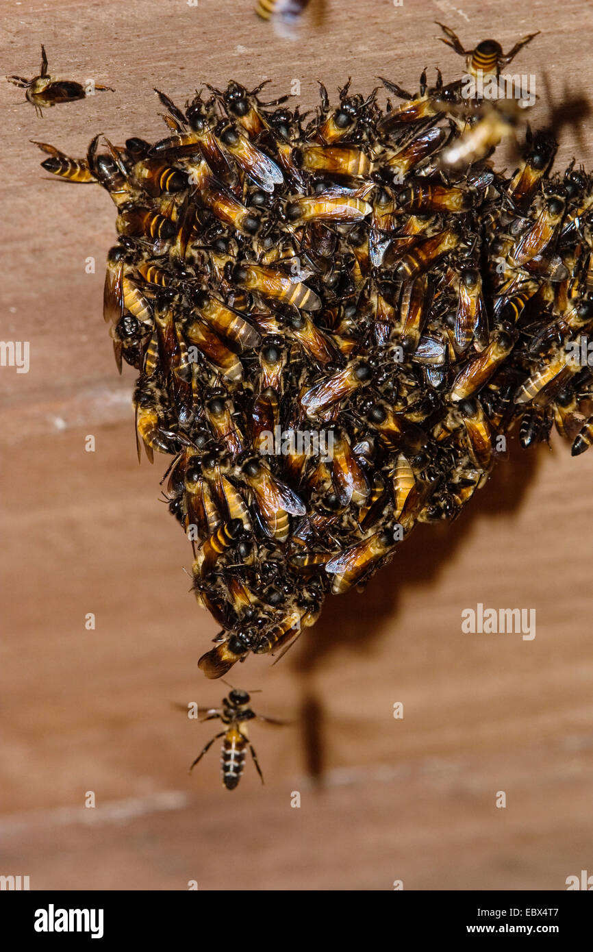 wild bees on wooden ceiling, swarming, India, Andaman Islands Stock Photo