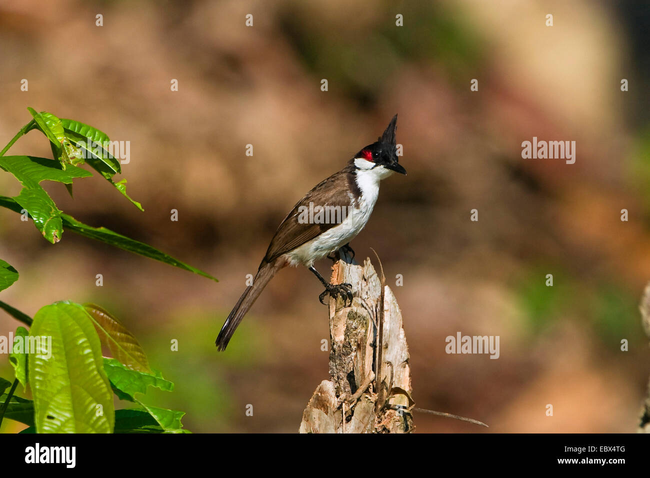 Red-whiskered bulbul (Pycnonotus jocosus), sitting on a branch, India, Andaman Islands Stock Photo