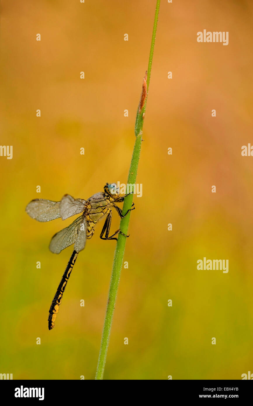 club-tailed dragonfly (Gomphus vulgatissimus), individual with morning dew sitting at an grassblade, Germany, Rhineland-Palatinate Stock Photo