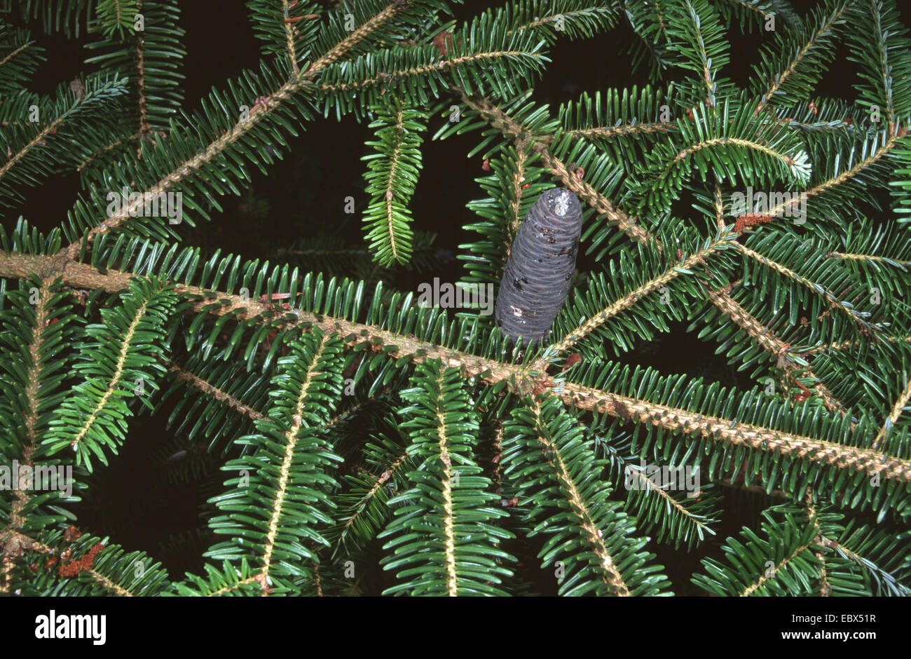 nikko fir (Abies homolepis), branch with cone Stock Photo