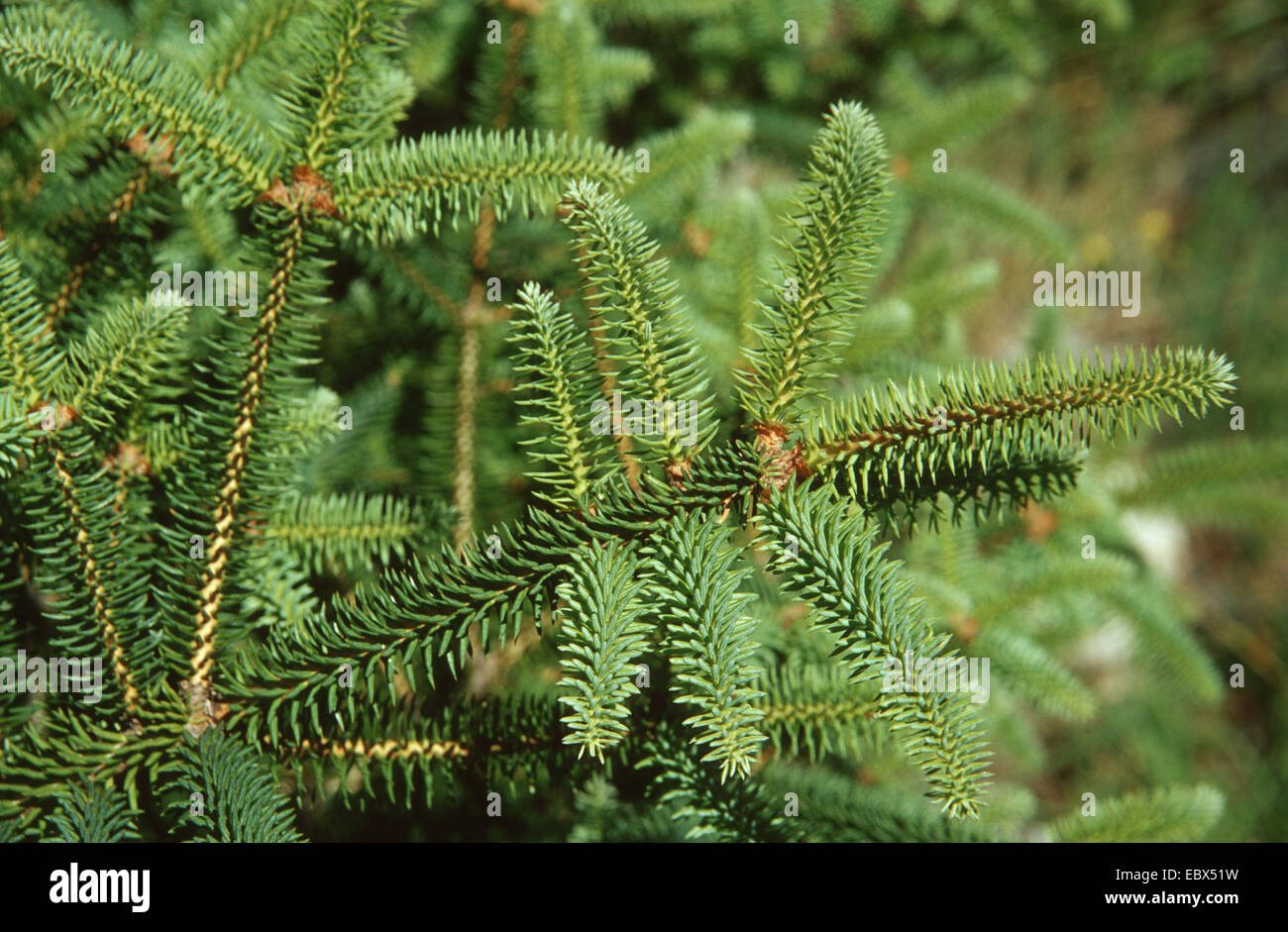Korean fir (Abies koreana), branch Stock Photo