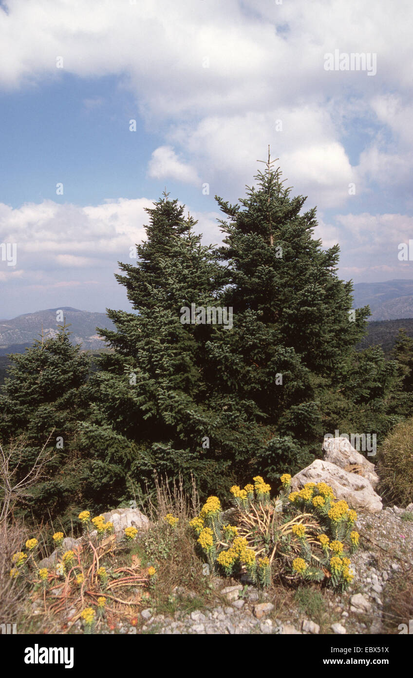greek fir (Abies cephalonica), trees in the mountains of Greece, Greece Stock Photo Alamy