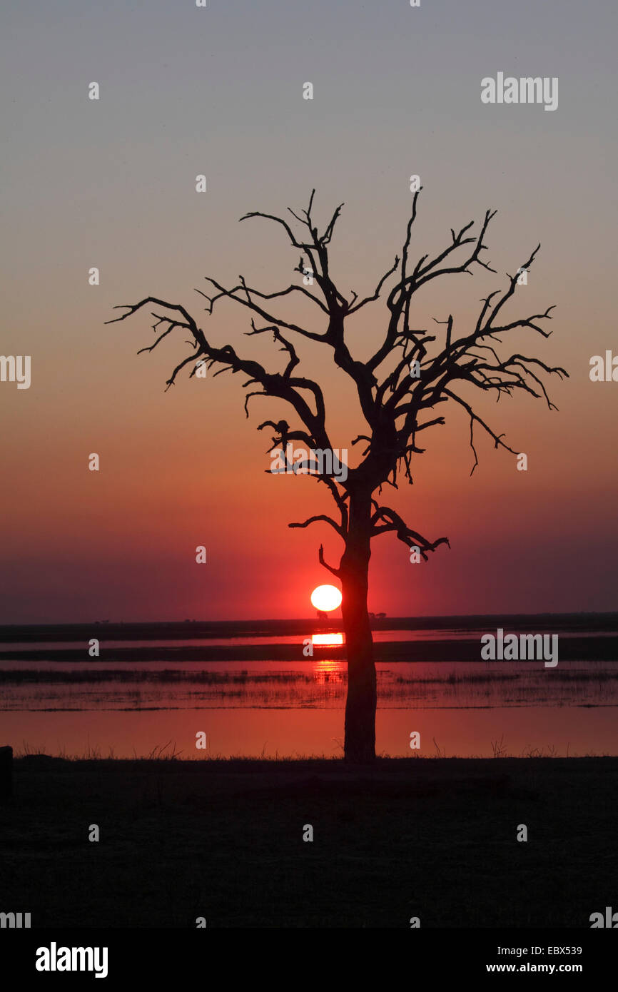 sunset with dead tree at Chobe River, Botswana, Chobe National Park Stock Photo